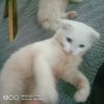 Juna Juvi Profile Picture