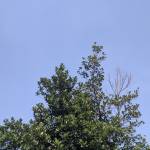 Agil Aryana Gilang Profile Picture